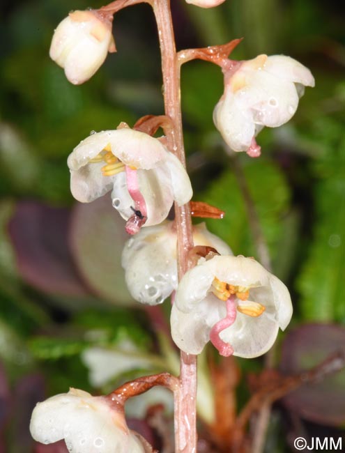 Pyrola rotundifolia subsp. norvegica