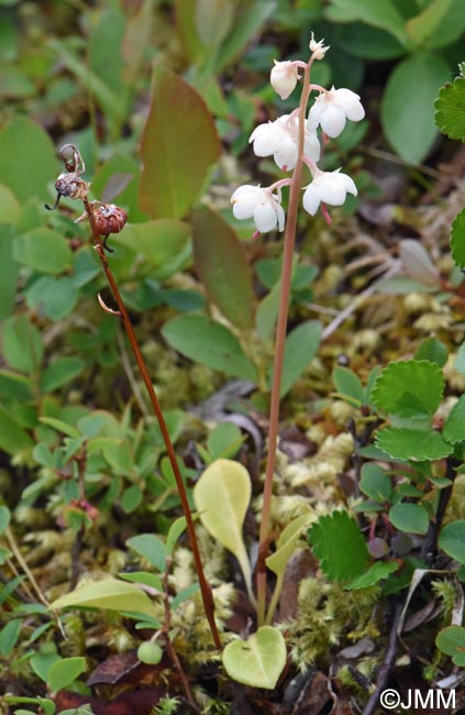 Pyrola rotundifolia subsp. norvegica