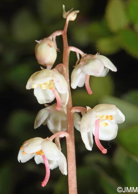 Pyrola rotundifolia subsp. norvegica