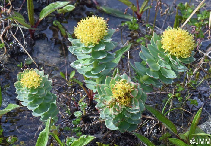 Rhodiola rosea