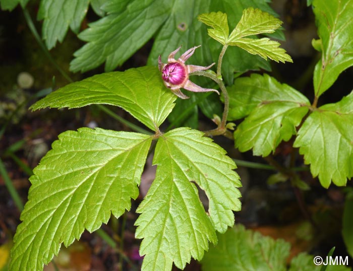 Rubus arcticus