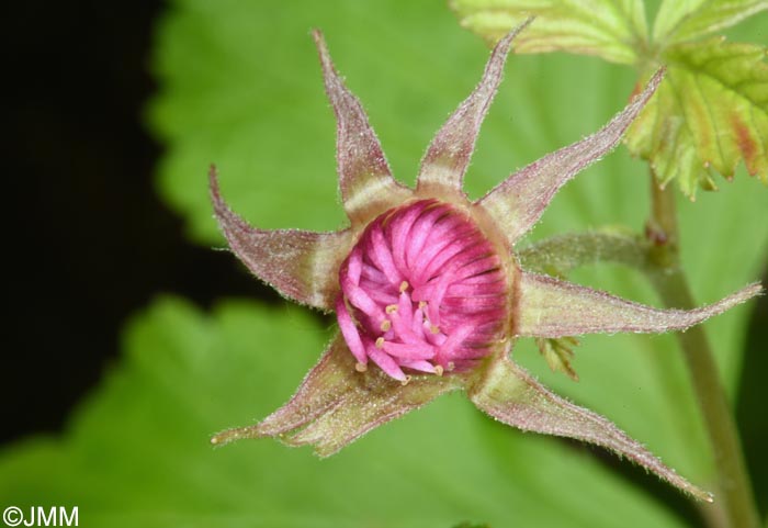 Rubus arcticus