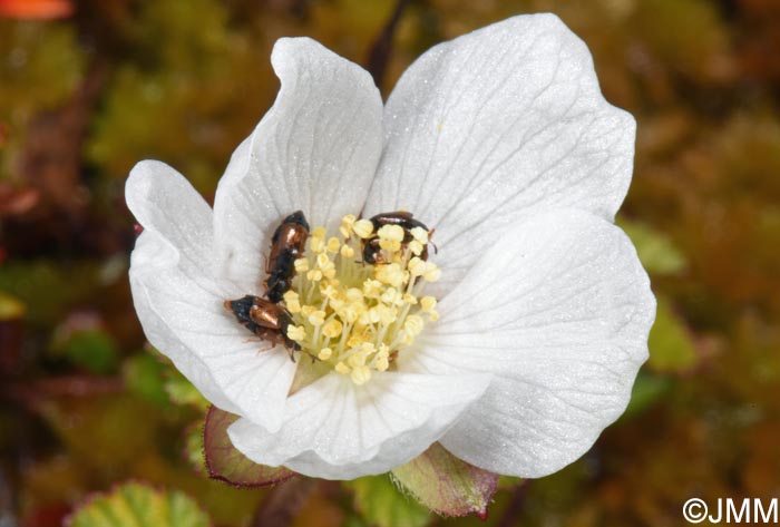 Rubus chamaemorus