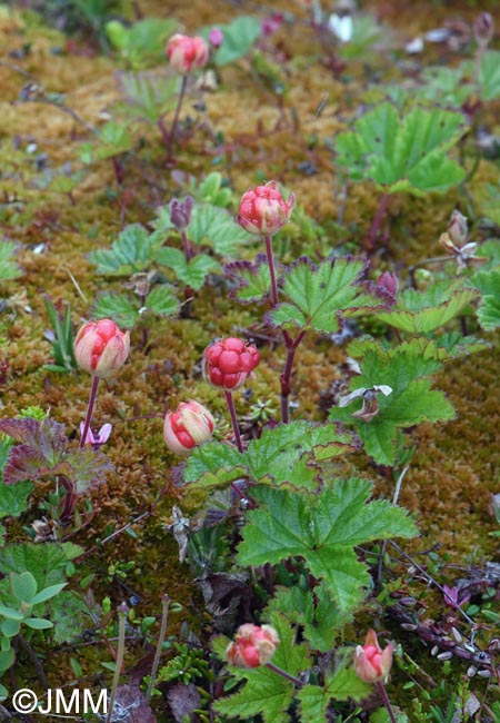 Rubus chamaemorus