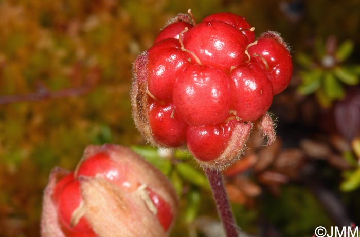 Rubus chamaemorus