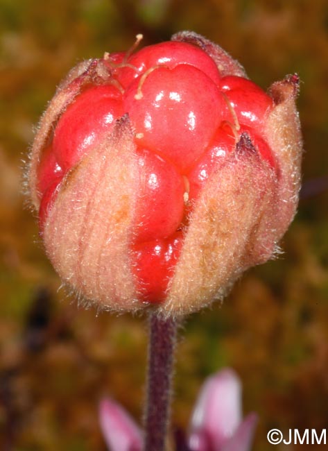 Rubus chamaemorus