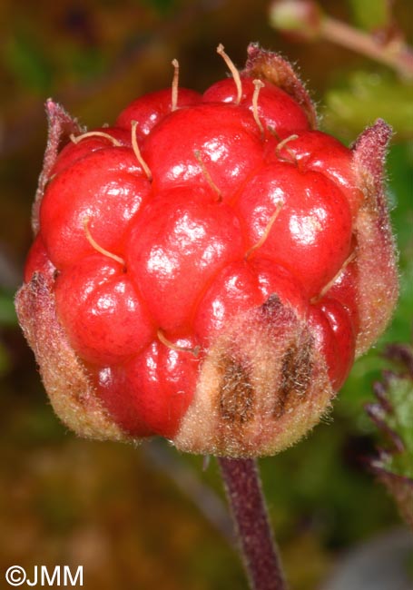 Rubus chamaemorus