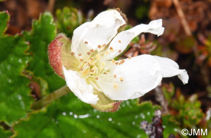 Rubus chamaemorus