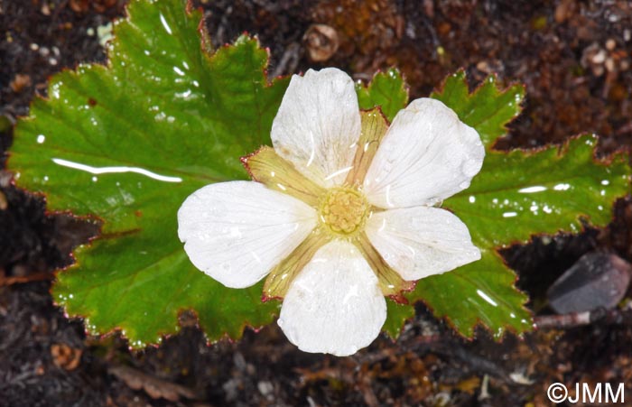 Rubus chamaemorus