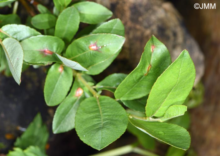 Salix hastata