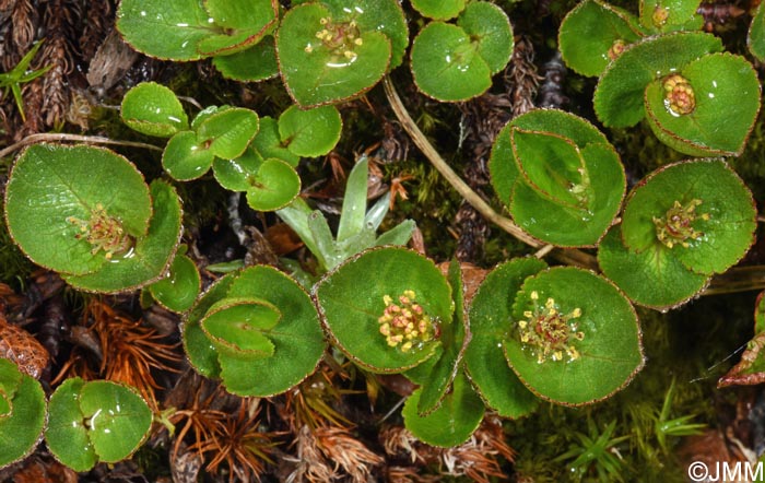 Salix herbacea