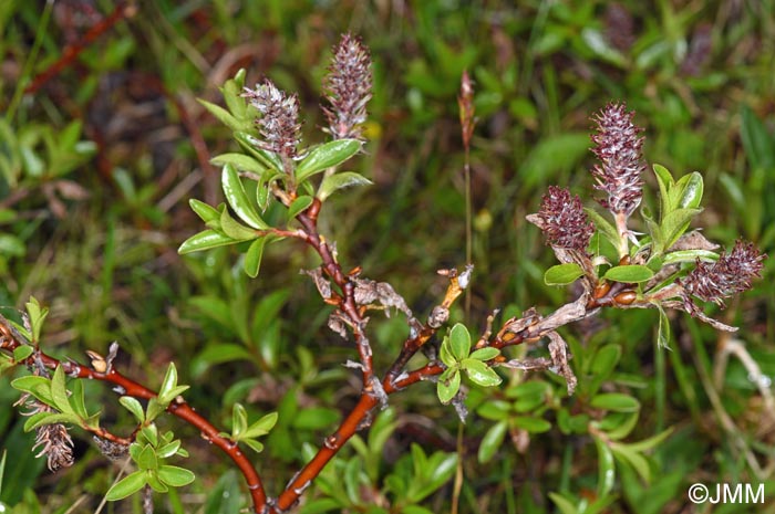Salix myrsinites