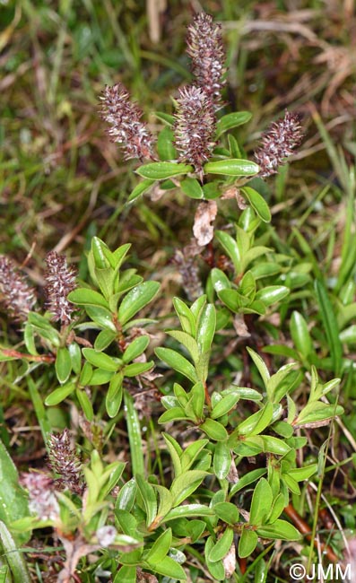 Salix myrsinites