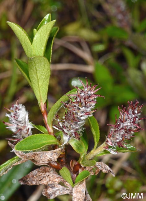 Salix myrsinites