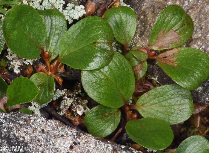 Salix polaris
