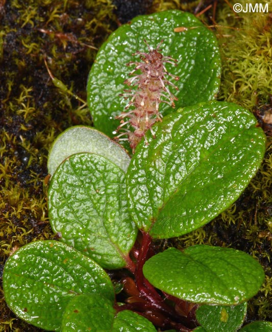 Salix reticulata