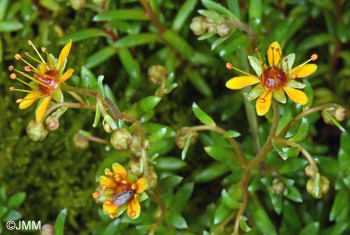 Saxifraga aizoides