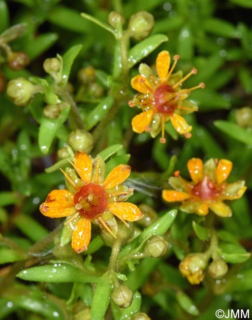 Saxifraga aizoides