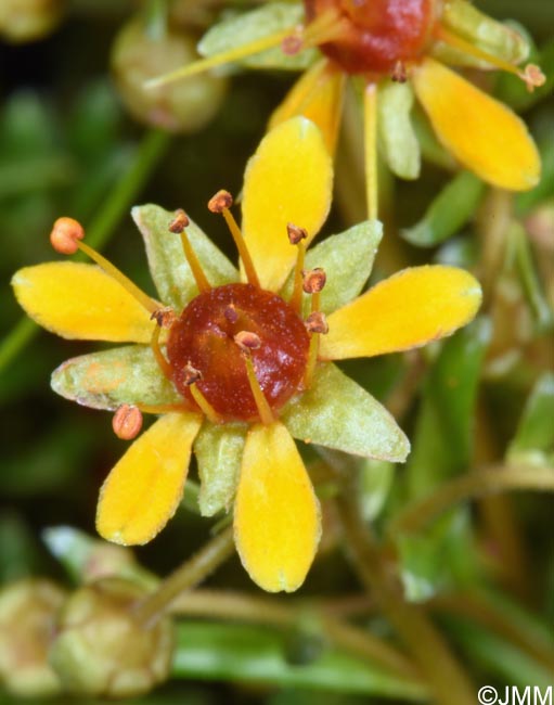 Saxifraga aizoides