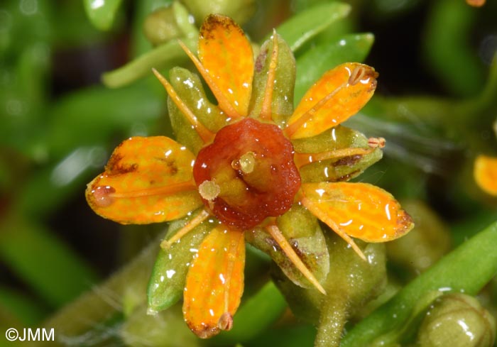 Saxifraga aizoides