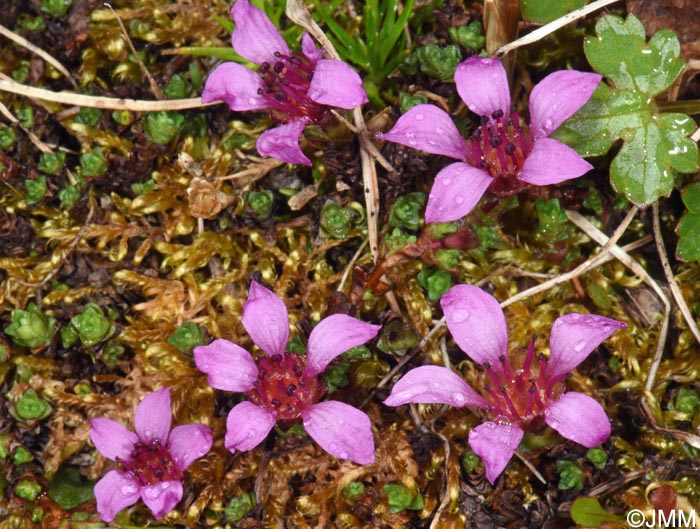 Saxifraga oppositifolia