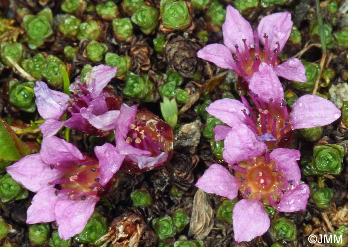 Saxifraga oppositifolia