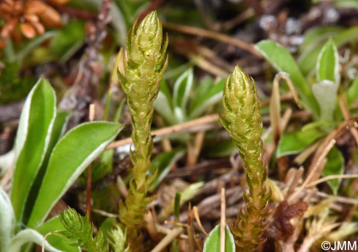 Selaginella selaginoides
