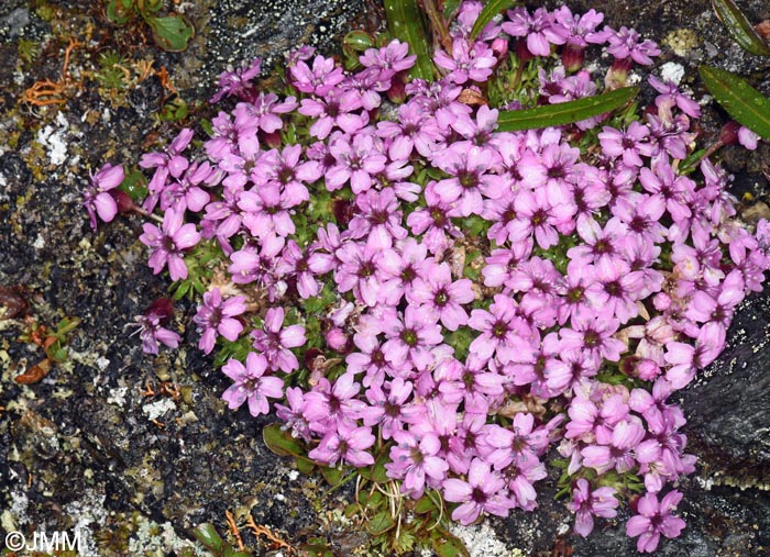 Silene acaulis