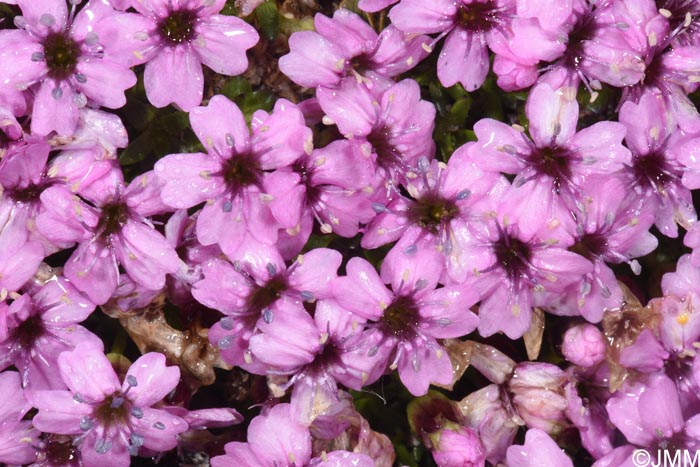 Silene acaulis