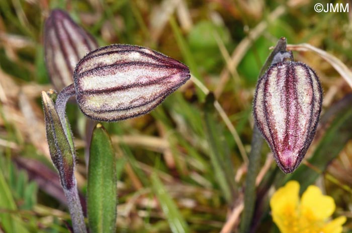 Silene uralensis