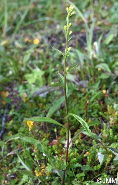 Solidago virgaurea subsp. lapponica