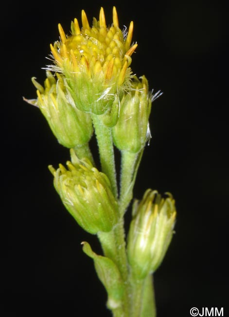 Solidago virgaurea subsp. lapponica