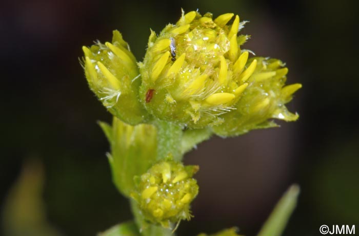 Solidago virgaurea subsp. lapponica