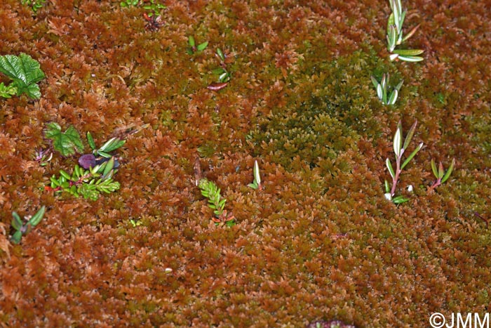 Sphagnum fuscum & Andromeda polifolia & Empetrum nigrum subsp. hermaphroditum