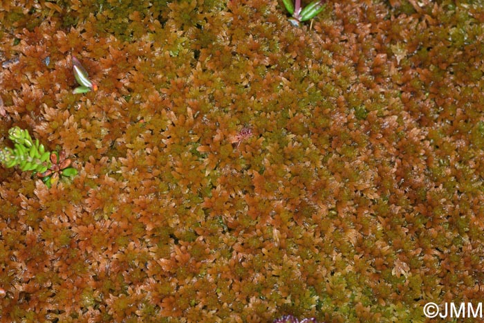 Sphagnum fuscum