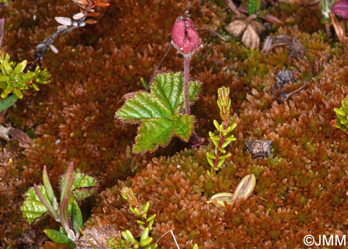 Sphagnum fuscum, Andromeda polifolia, Empetrum nigrum subsp. hermaphroditum, Rubus chamaemorus & Pinguicula villosa