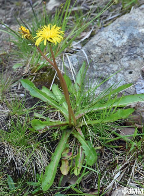 Taraxacum croceum