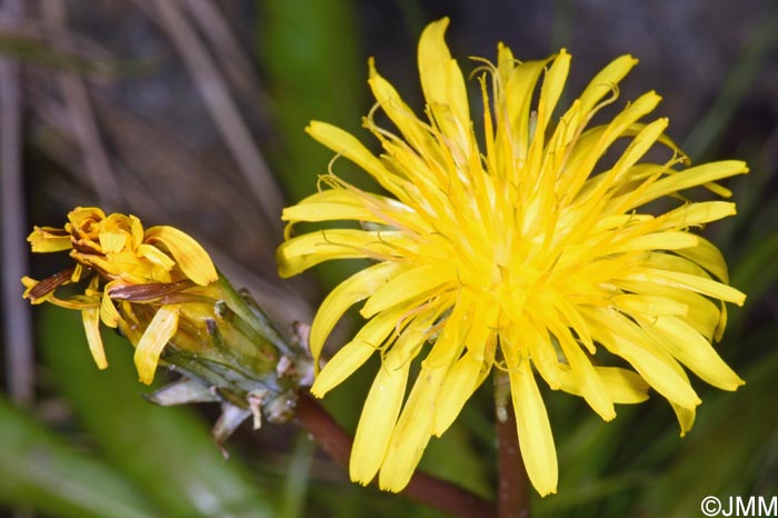 Taraxacum croceum