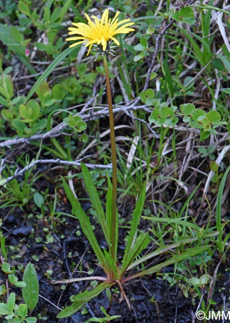 Taraxacum croceum