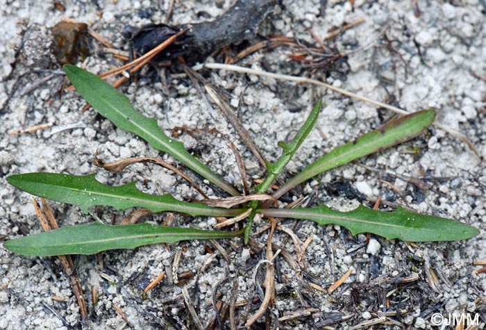 Taraxacum crocodes