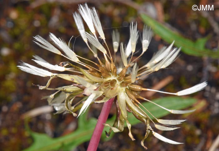 Taraxacum crocodes