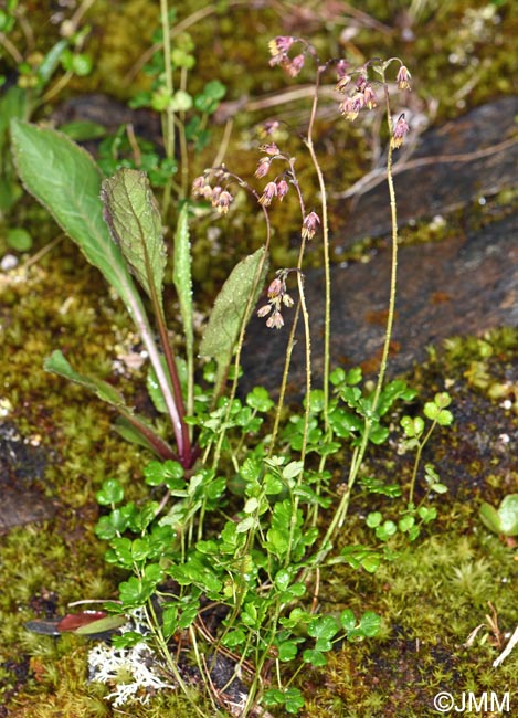 Thalictrum alpinum