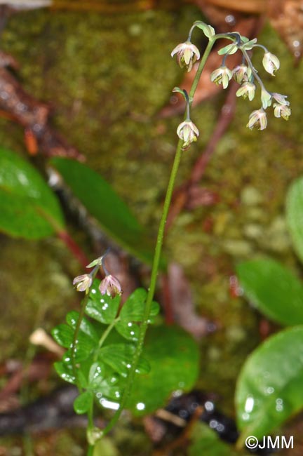 Thalictrum alpinum
