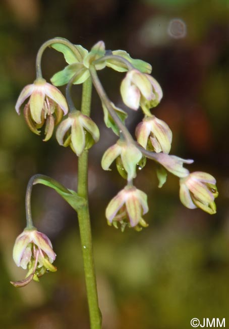 Thalictrum alpinum