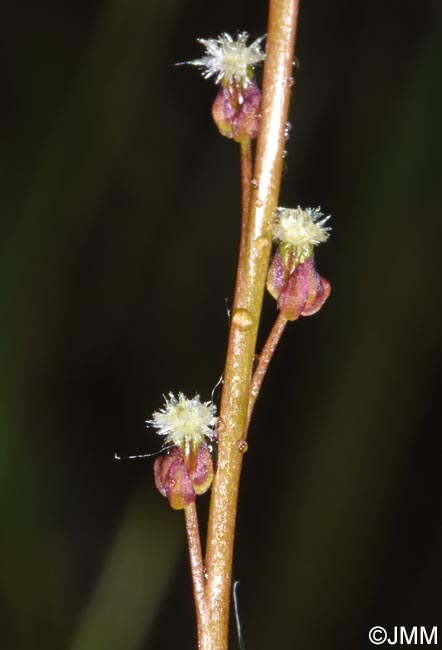 Triglochin palustris
