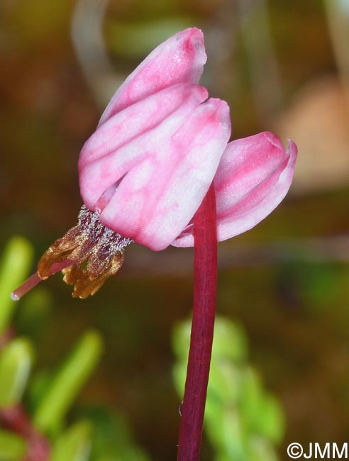 Vaccinium microcarpum