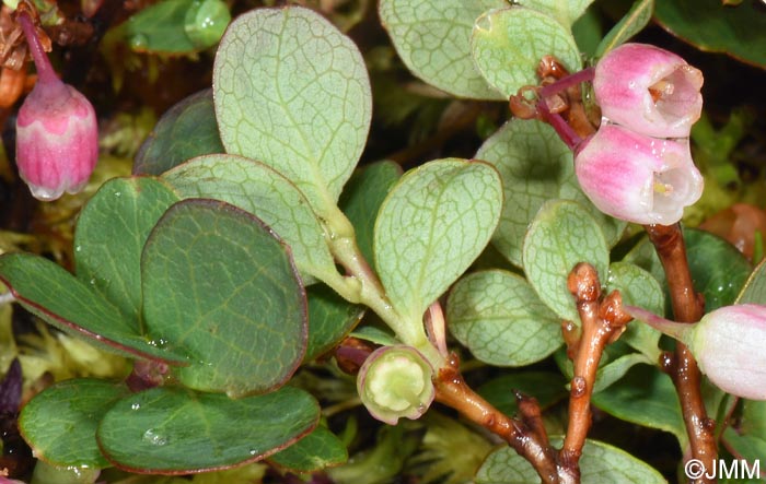 Vaccinium uliginosum subsp. microphyllum = Vaccinium gaultherioides