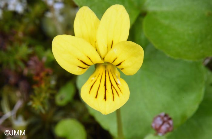 Viola biflora