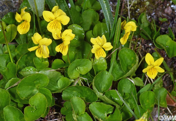Viola biflora