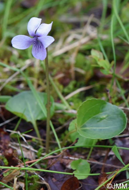 Viola palustris